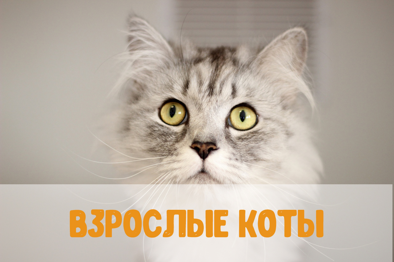 Коте новое